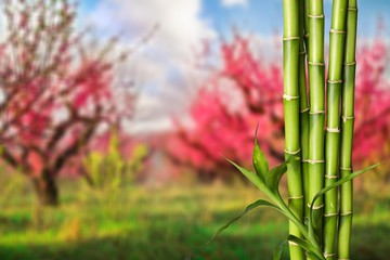 Sticker - many bamboo stalks on natural background