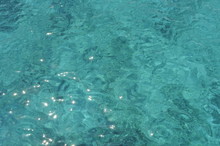 Water Cyprys