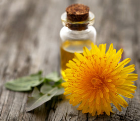 Wall Mural - Medicinal dandelion with essential oil