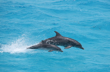 Adult and baby dolphin