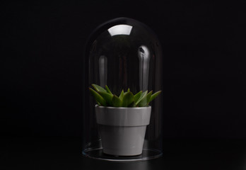 Succulent houseplant inside a glass terrarium.