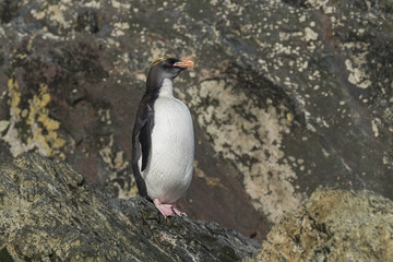 Poster - Wet Macaroni Penguin, South Georgia Island, Antarctic