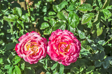 Wall Mural - Two Dark Pink Roses