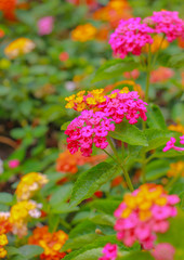 Canvas Print - close up flowers on nature background