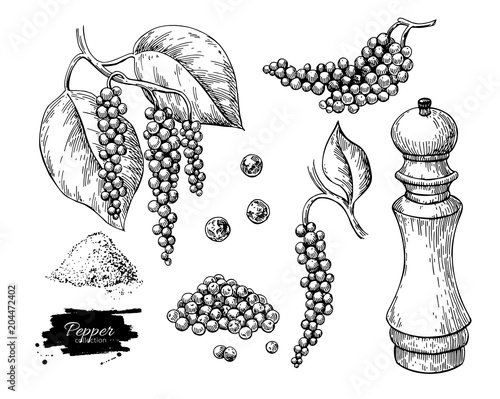 Fotomural Black pepper vector drawing set