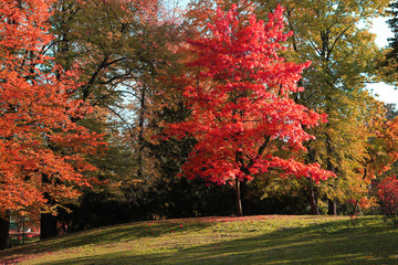 Poster - color tree in autumn