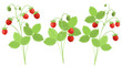 Set of strawberry plants with red berries, hand drawn vector imitation of watercolor painting.
