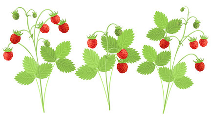 set of strawberry plants with red berries, hand drawn vector imitation of watercolor painting.