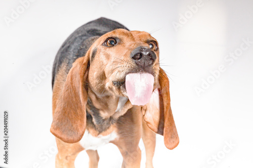 Hund streckt Zunge raus by TierfotoNRW.de kaufen Sie dieses Foto und