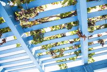Looking Up At Blue Painted Wooden Pergola Lattice With Vines And Grapes