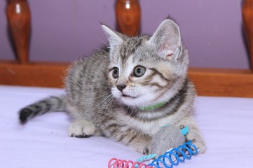  ADORABLE BROWN TABBY KITTEN