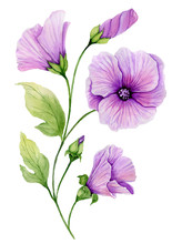 Soft Floral Illustration. Beautiful Purple Lavatera Flowers On A Twig With Green Leaves And Closed Buds Isolated On White Background. Watercolor Painting.