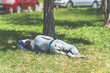 © Srdjan - Old barefoot homeless or refugee man sleeping on the grass in the city park using his travel bag as pillow, social documentary street concept