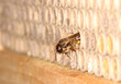 Mauerbiene am Insektenhotel