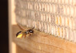 Mauerbiene fliegt zum Insektenhotel