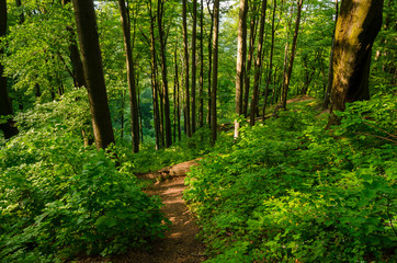 Fototapeta green beech tree woods at dobogókő in spring, hungary hiking landscape