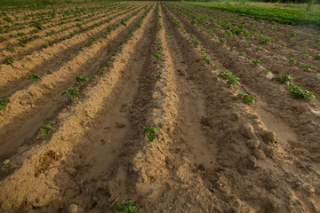 Row of sweet potato just plantation on summer by organic ways