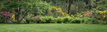 Rhododendron Pano