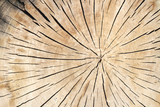 Fototapeta Konie - Holztextur eines Baumes