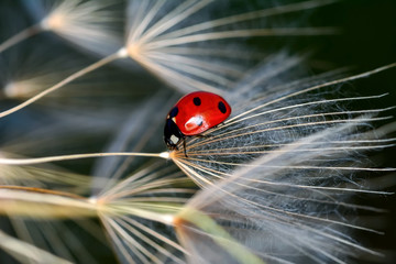 Wall Mural - dandelion seeds close up and ladybug