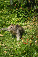 squirrel in the grass with dandilions in spring 2