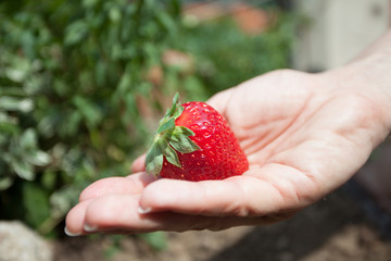 Canvas Print - single strawberry in hand