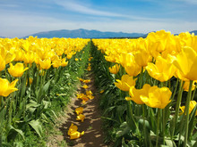 Field Of Yellow Tulips In The Mountains. Seattle Festival.
