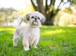A cute Shih Tzu mixed breed dog outdoors