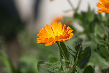 Close up of an orange flower in the garden