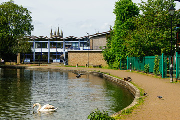 Wall Mural - River with swimming swan and flying pigeon. Buildings on background