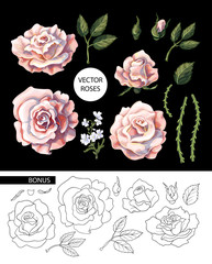 Wall Mural - Set of tea roses, their buds and leaves isolated. Vector illustration.