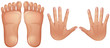 Human Anatomy Feet and Hands