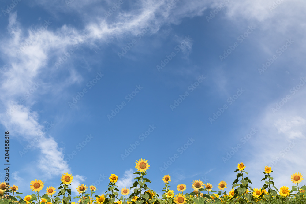 ひまわり畑と青空 背景素材 Cuadros Canvas ひまわり畑と青空 背景素材 Cuadros Canvas