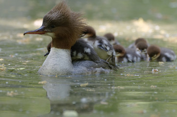common merganser
