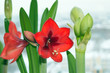 Blooming red amaryllis and flower bud of white amaryllis, blossom of bulbous houseplants on window sill in spring