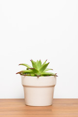 Wall Mural - Fresh succulent plant on wooden desktop. Indoor decoration with copy space.