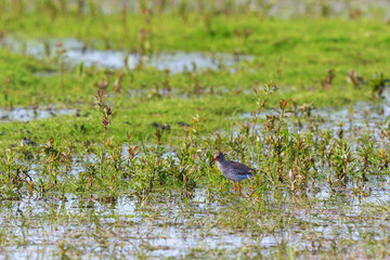 Sticker - Redshank standing in the water