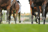 Horse racing action