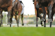Horse Racing Action
