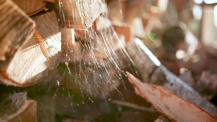 Spider web