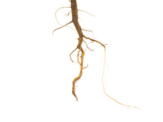 roots plant isolated on white background(close up)