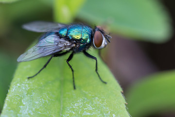 Wall Mural -  fly