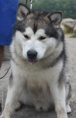 super fluffy alaskan malamute