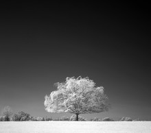 Tree In Infrared
