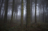Fototapeta Las - Fog in the Wood III