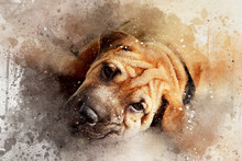 Mixed Media Portrait Of A Young Shar Pei Dog