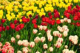 Fototapeta  - Field of tulips