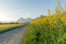 Gravel Road Parting A Rapeseed Canola Field And A Yellow Wildflower Meadow With The Setting Sun Disappearing Behind A Beautiful Mountain Landscape