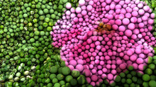 Organic Pink Flower Wallpaper Made Of Spheres