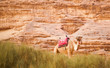 The camel in Wadi Rum desert, Jordan.
